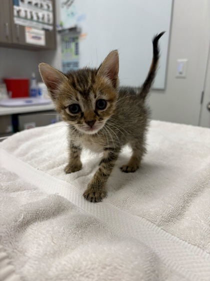 Shelter Stray Female Cat last seen Crabapple Ln 64129, 64129, MO, 7077 Elmwood Ave, Kansas City, MO 64132, USA