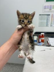 Shelter Stray Male Cat last seen Crabapple Ln 64129, 64129, MO, 7077 Elmwood Ave, Kansas City, MO 64132, USA