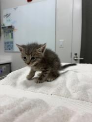 Shelter Stray Female Cat last seen Crabapple Ln 64129, 64129, MO, 7077 Elmwood Ave, Kansas City, MO 64132, USA