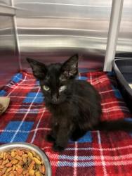 Shelter Stray Male Cat last seen E 40th St & Park Ave, 64130, 64130, MO, 7077 Elmwood Ave, Kansas City, MO 64132, USA