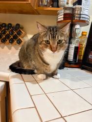 Lost Male Cat last seen Last seen in Columbia City, OR at Pacific and Tahoma street intersection, Columbia City, OR 97018