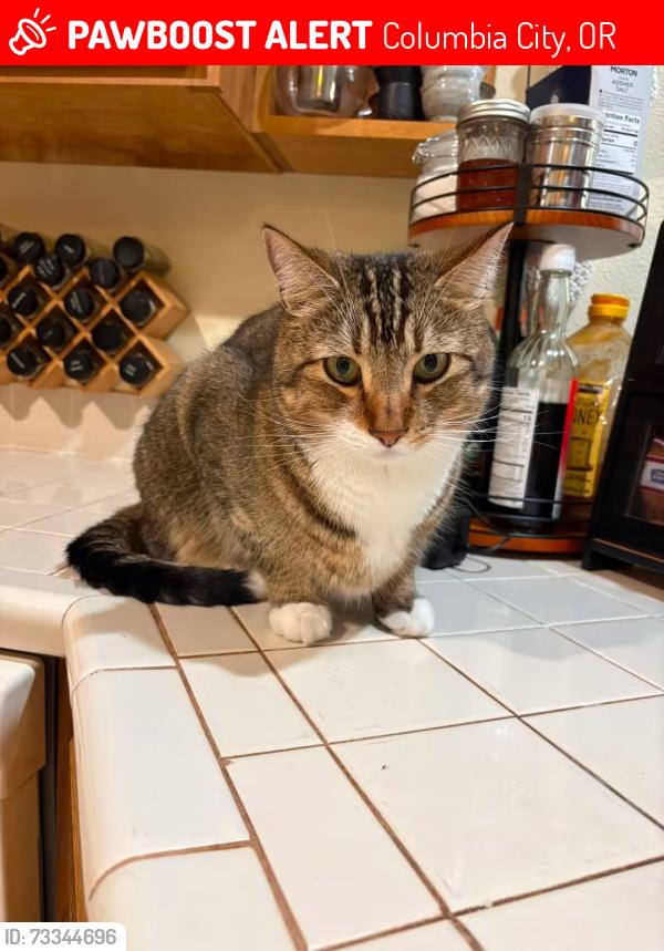 Lost Male Cat last seen Last seen in Columbia City, OR at Pacific and Tahoma street intersection, Columbia City, OR 97018