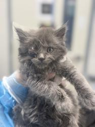 Shelter Stray Female Cat last seen Near Dudley ave, 21213, MD, 2490 Giles Rd, Baltimore, MD 21225, USA