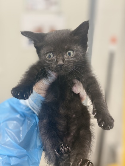 Shelter Stray Female Cat last seen Near Dudley ave, 21213, MD, 2490 Giles Rd, Baltimore, MD 21225, USA