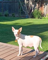 Shelter Stray Female Dog last seen S Chestnut Ave & N Nebraska Ave, Fresno Zone Fresno CO 3 93725, CA, 1510 W Dan Ronquillo Dr, Fresno, CA 93706, USA