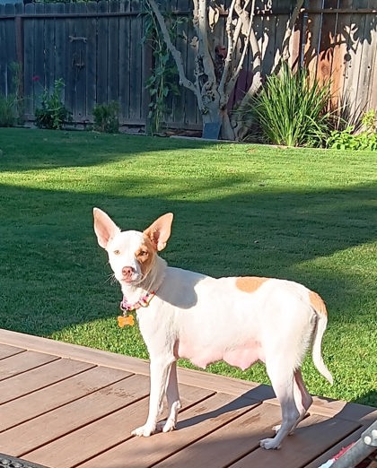 Shelter Stray Female Dog last seen S Chestnut Ave & N Nebraska Ave, Fresno Zone Fresno CO 3 93725, CA, 1510 W Dan Ronquillo Dr, Fresno, CA 93706, USA