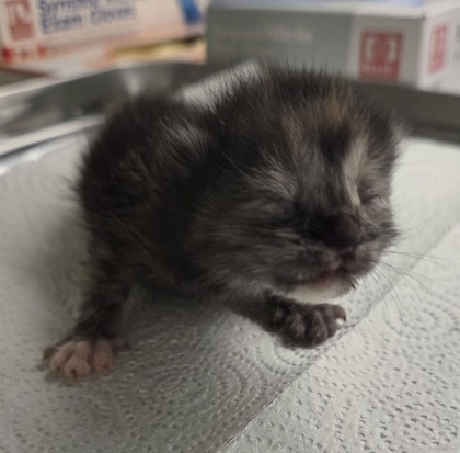 Shelter Stray Female Cat last seen Willow and Central, Fresno Zone Fresno CO 1A 93725, CA, 1510 W Dan Ronquillo Dr, Fresno, CA 93706, USA