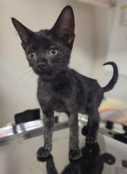 Shelter Stray Female Cat last seen Cortley st and Dinuba, Selma Zone Fresno CO 3 93662, CA, 1510 W Dan Ronquillo Dr, Fresno, CA 93706, USA