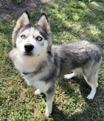 Shelter Stray Male Dog last seen Near Selma Ave, City of Knoxville ASO, TN, 3201 Division St, Knoxville, TN 37919, USA