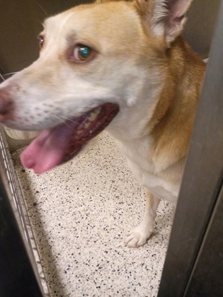 Shelter Stray Female Dog last seen Near Johnson Rd NW, Atlanta, GA, 1251 Fulton Industrial Blvd NW, Atlanta, GA 30336, USA