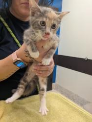 Shelter Stray Female Cat last seen Near Cascade Ave SW, Atlanta, GA, 1251 Fulton Industrial Blvd NW, Atlanta, GA 30336, USA