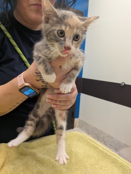Shelter Stray Female Cat last seen Near Cascade Ave SW, Atlanta, GA, 1251 Fulton Industrial Blvd NW, Atlanta, GA 30336, USA