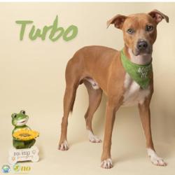 Shelter Stray Male Dog last seen Near Cypress Lane, Fairhope, AL 36532, Fairhope Police Jurisdiction, AL, 555 S Section St, Fairhope, AL 36532, USA