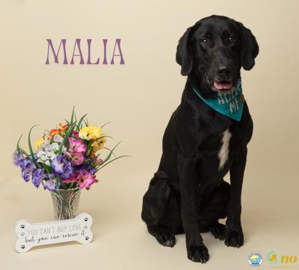 Shelter Stray Female Dog last seen Near Volanta Avenue, Fairhope, AL 36532, Fairhope Animal Control Jurisdiction, AL, 555 S Section St, Fairhope, AL 36532, USA