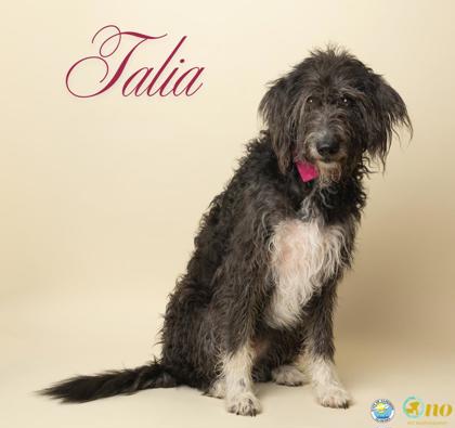 Shelter Stray Female Dog last seen Near Volanta Avenue, Fairhope, AL 36532, Fairhope Animal Control Jurisdiction, AL, 555 S Section St, Fairhope, AL 36532, USA