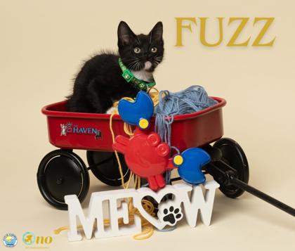 Shelter Stray Male Cat last seen Near Eastbrook Street, Fairhope, AL 36532, Fairhope Animal Control Jurisdiction, AL, 555 S Section St, Fairhope, AL 36532, USA