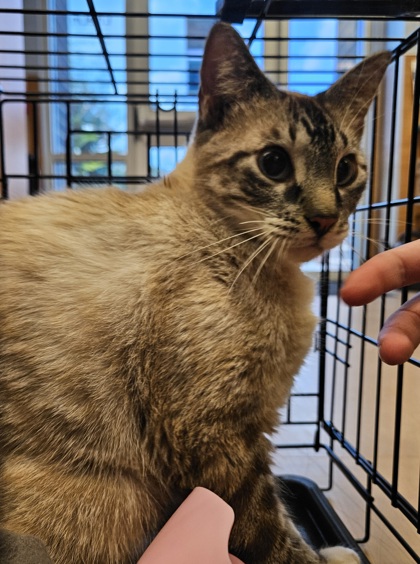 Shelter Stray Female Cat last seen Near Canby Ln, Decatur, GA 30035, 30035, GA, 3280 Chamblee Dunwoody Rd, Chamblee, GA 30341, USA