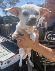 Found/Stray Female Dog last seen Near Blanche Road, Manhattan Beach, CA 90266