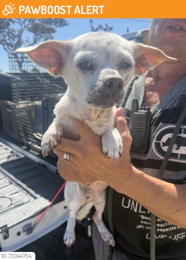 Found/Stray Female Dog last seen Near Blanche Road, Manhattan Beach, CA 90266