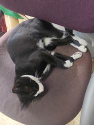 Lost Male Cat last seen Fraser Street and Marine Drive, south, towards the Fraser River where he likes to hang out, Vancouver, BC V5X 2T6