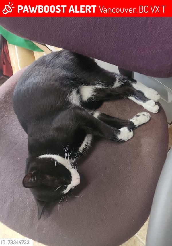 Lost Male Cat last seen Fraser Street and Marine Drive, south, towards the Fraser River where he likes to hang out, Vancouver, BC V5X 2T6
