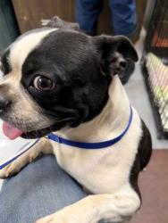 Shelter Stray Male Dog last seen meadowlake rd, Meadow Lake, NM, 1209 NM-314, Los Lunas, NM 87031, USA