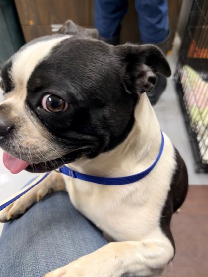 Shelter Stray Male Dog last seen meadowlake rd, Meadow Lake, NM, 1209 NM-314, Los Lunas, NM 87031, USA