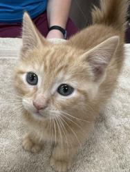 Shelter Stray Female Cat last seen 156th and summer rd, Noblesville City, IN, 10501 Hague Rd, Fishers, IN 46038, USA