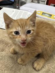 Shelter Stray Male Cat last seen 156th and Summer Rd, Noblesville City, IN, 10501 Hague Rd, Fishers, IN 46038, USA