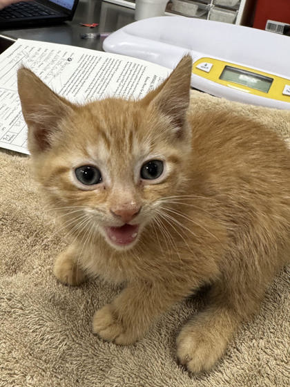 Shelter Stray Male Cat last seen 156th and Summer Rd, Noblesville City, IN, 10501 Hague Rd, Fishers, IN 46038, USA