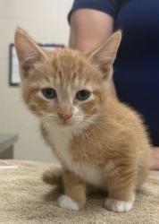 Shelter Stray Female Cat last seen 156th and Summer Rd, Noblesville City, IN, 10501 Hague Rd, Fishers, IN 46038, USA