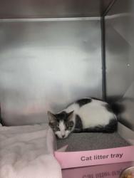 Shelter Stray Unknown Cat last seen Ditch Rd and Boxley Rd, Sheridan City, IN, 10501 Hague Rd, Fishers, IN 46038, USA