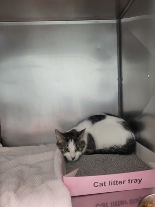 Shelter Stray Unknown Cat last seen Ditch Rd and Boxley Rd, Sheridan City, IN, 10501 Hague Rd, Fishers, IN 46038, USA