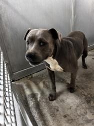 Shelter Stray Male Dog last seen Near mt vernon, East District, TX, 355 Hillshire Dr, Haslet, TX 76052, USA