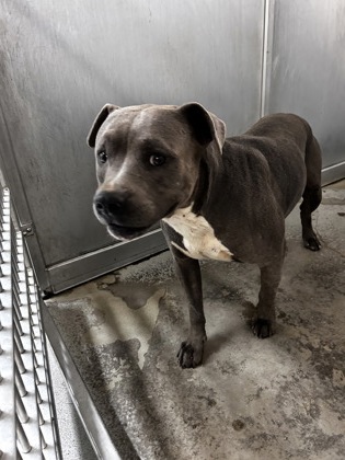 Shelter Stray Male Dog last seen Near mt vernon, East District, TX, 355 Hillshire Dr, Haslet, TX 76052, USA