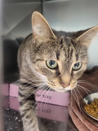 Shelter Stray Unknown Cat last seen Ditch Rd and Boxley Rd, Sheridan City, IN, 10501 Hague Rd, Fishers, IN 46038, USA