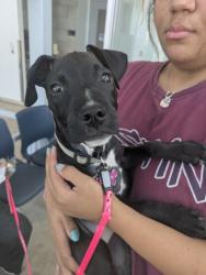 Shelter Stray Female Dog last seen Near Heritage Trace Pkwy, Central District, TX, 355 Hillshire Dr, Haslet, TX 76052, USA