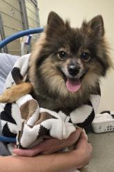 Shelter Stray Female Dog last seen In traffic in front of Bridgewater Falls, Fairfield Twp, OH, 1820 Princeton Rd, Hamilton, OH 45011, USA