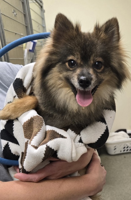 Shelter Stray Female Dog last seen In traffic in front of Bridgewater Falls, Fairfield Twp, OH, 1820 Princeton Rd, Hamilton, OH 45011, USA