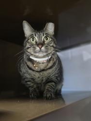 Shelter Stray Unknown Cat last seen Near East Beltline, Coppell, TX, 821 S Coppell Rd, Coppell, TX 75019, USA