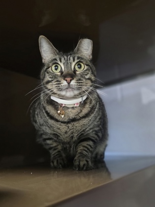 Shelter Stray Unknown Cat last seen Near East Beltline, Coppell, TX, 821 S Coppell Rd, Coppell, TX 75019, USA