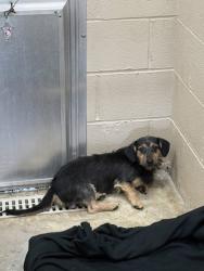 Shelter Stray Male Dog last seen Halfway Creek Road, Berkeley County, SC, 2455 Remount Rd, North Charleston, SC 29406, USA
