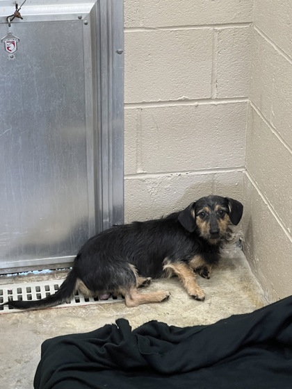 Shelter Stray Male Dog last seen Halfway Creek Road, Berkeley County, SC, 2455 Remount Rd, North Charleston, SC 29406, USA