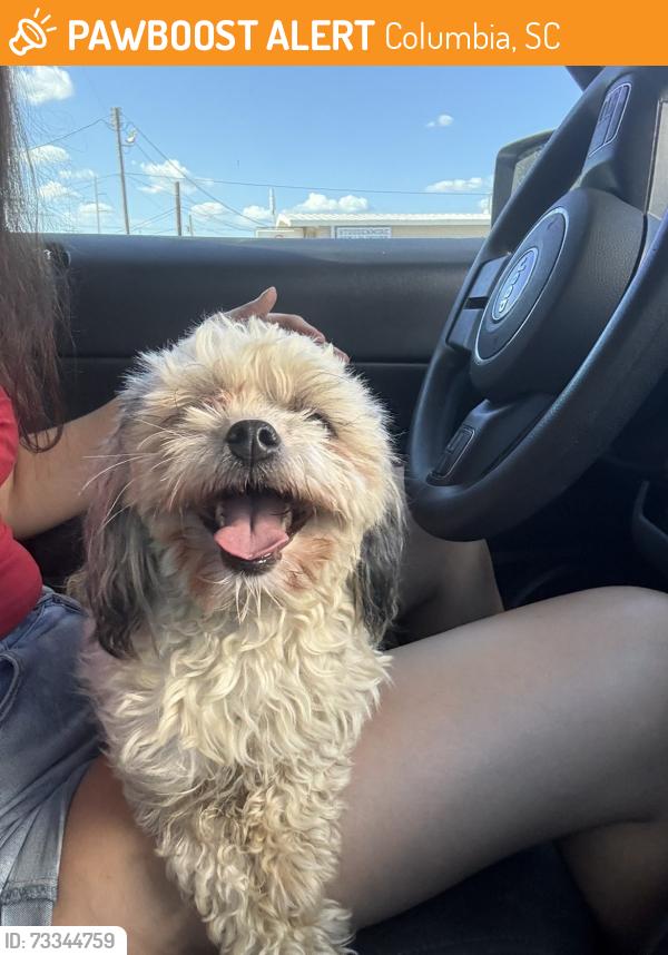 Found/Stray Female Dog last seen Unsure, Columbia, SC 29209