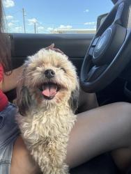 Found/Stray Female Dog last seen Unsure, Columbia, SC 29209