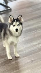 Lost Female Other last seen Montcliff bend ln, Spring, TX 77373