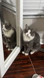 Lost Male Cat last seen Catalina, Deltona, FL 32725