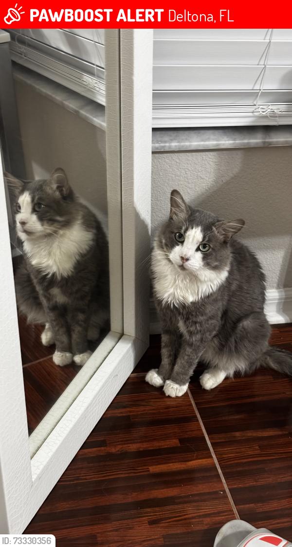Lost Male Cat last seen Catalina, Deltona, FL 32725