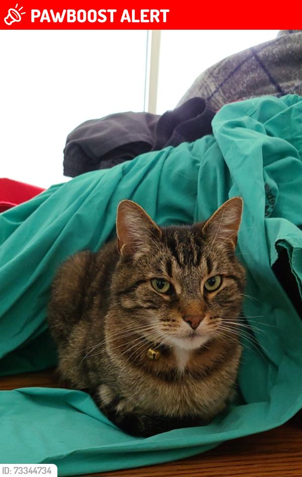 Lost Male Cat last seen Traphagen and Blossom Cir NW, Jackson Township, OH 44646