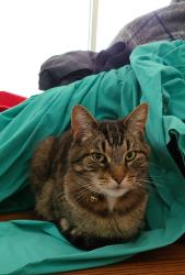 Lost Male Cat last seen Traphagen and Blossom Cir NW, Jackson Township, OH 44646